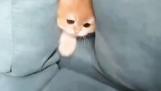 Kitten Oyen Sedang Sembunyi