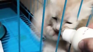 Kittens Oyen Rebutan Minum Susu
