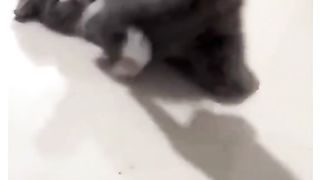 Kitten Hitam Mengamuk Nga Suka Ditunjuk