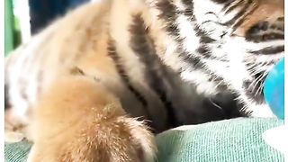 Bocil Gemoy Masih Ngempeng Seperti Bayi