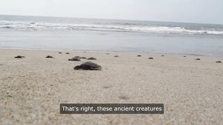 Facts About Turtles
