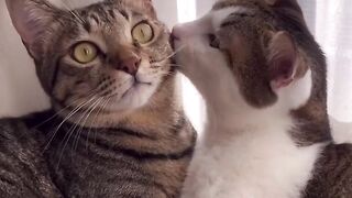 Funniest Cat memes