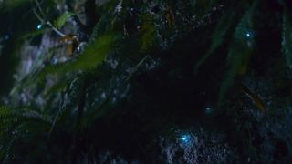 Glow Worms Trap Insects With Bioluminescent 'Fishing Lines'???? Into The Wild New Zealand | Smithsonian