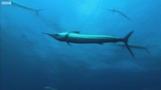 Sailfish Are Master Hunters | Planet Earth | BBC Earth
