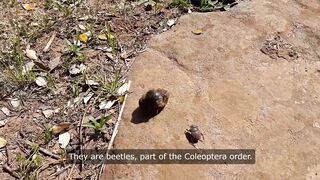 Facts About Ladybugs