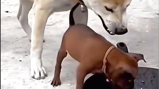 دو کتے کھانے سے لڑائی کر رہے ہیں