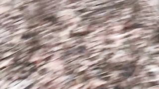Контролер поселился в Рыжем лесу