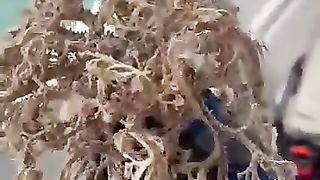 Do you know the name of these creatures_