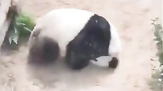 Panda falling down and playing