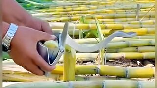 Perkebunan tebu terbesar ????