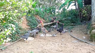Ayam-Ayam Ternak Sekitar Dapur