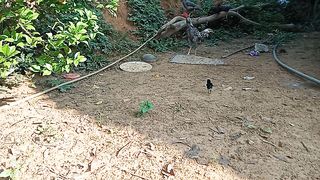 Anak Ayam yang Lucu