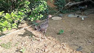 Ayam-Ayam Sekitar Dapur