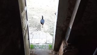 Ayam Depan Pintu Rumah
