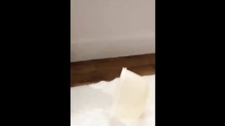 FUNNY CATS MEMES COMPILATION