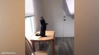 Funny Cat Videos if You Laugh You Lose