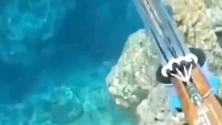 berburu raja ikan ????