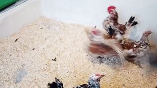 The nature of birds