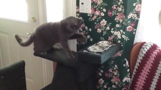 Funny cat video #funny #Cat #funny moments #video
