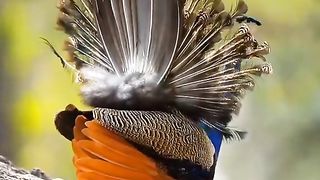 مور چمکتے پر والے