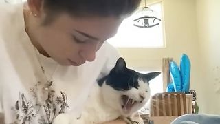 Funny cats   #shorts