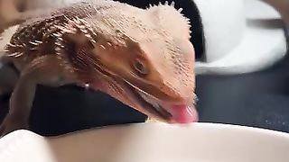 Lizard lizard lizars Viral Video. Must Watch.