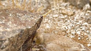 Birds nest on the ground.
