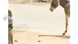 Patwariyon ki mauja lagi hui hai is waqt