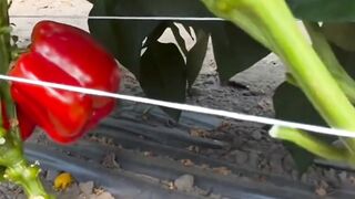 Paprika merah ????