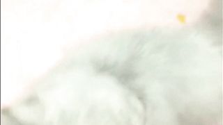 bagian 11| compilation funny cats  #cats #pets #funnycats
