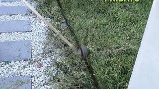 Your Daily Dose of the World's Most Satisfying Lawn Mowing