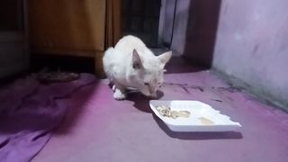 Kucing Mengki Makan