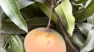 mangga Appel