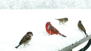 Bird short video ❣️
