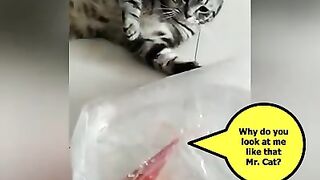 If cats can talk ????