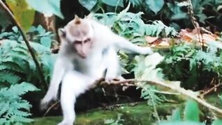 Monkey Beautiful Video Cute Animal Monkey Video