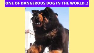 One of Dangerous Dog in the World..!