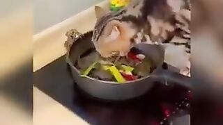 Cute & Funny Cat Videos Compilation | Cat Videos