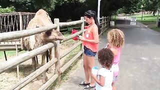 Funny animals attack