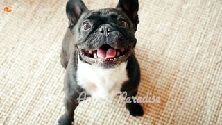 Animals-dog,elephant,cow,cat,pig
