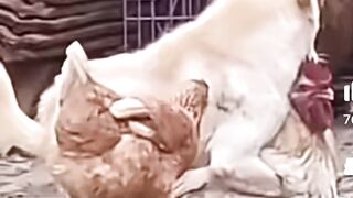 Dog vs Murgh