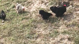 Bantam enjoying Sunny weather in Lahore Pakistan