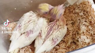 My cocktail chick feeding time #viral