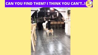 Can you find them (Cats and Dogs Funny Video) ..!