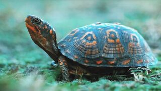 Wow Very interesting Animal Video.
