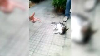 Funny Moment cat vs dog