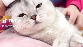 Funny Cute Cats Fail Random Clips????|| Best #funny Cats #shorts Video????