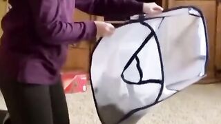 Cute funny cat