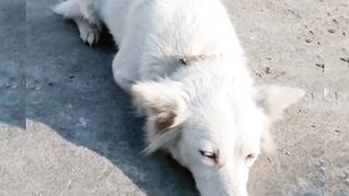 Pet ???? cuddle why sad