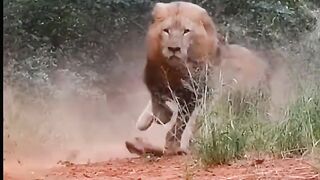 Lions running _ Funny animal #shorts #youtubeshorts  #short @LaLiLu_Land @TechnicalYogi